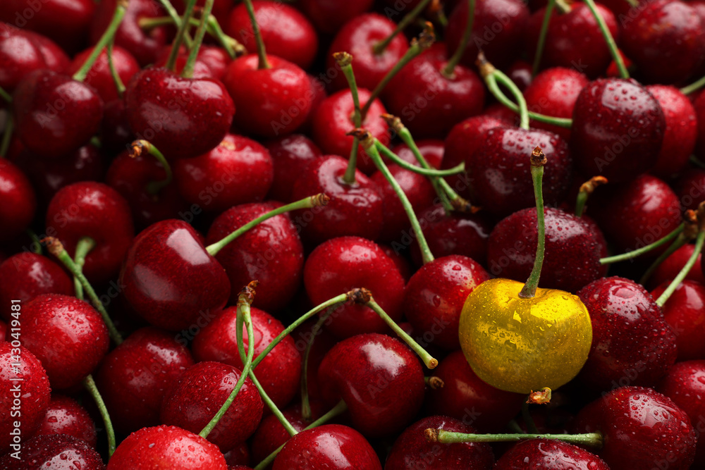 Golden cherry among red ones. Different, unique, special Golden cherry among red ones. Different, unique, special
