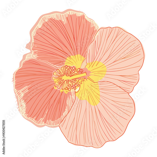 Hibiscus flower illustration hibiscus drawing vector
