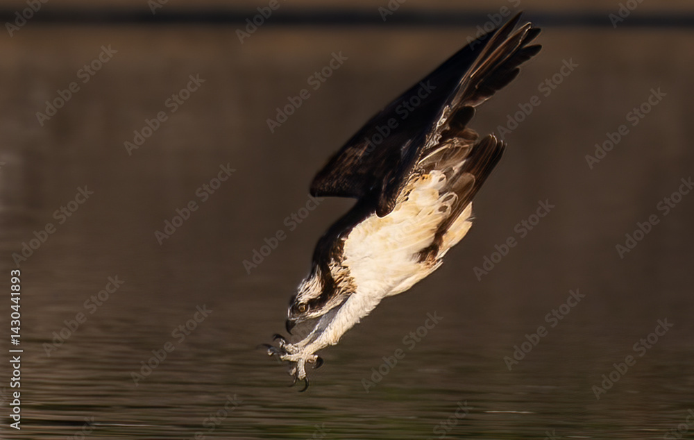 Obraz premium The beautiful flight characteristics of Osprey in Thailand.