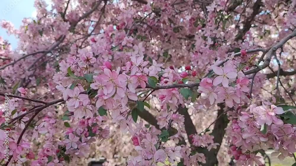 Close up of beautiful Blossom Cherry Flowers, perfect pink Cherry tree, Sakura background for web, Spring blooming asian Flowers Close up of beautiful Blossom Cherry Flowers, perfect pink Cherry tree, Sakura background for web, Spring blooming asian Flowers