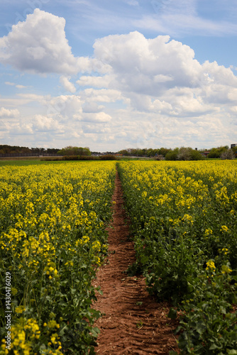 rapeseed field in bloom, rapeseed field, rapeseed flower in hand, bee on the rapeseed flower, past blooms