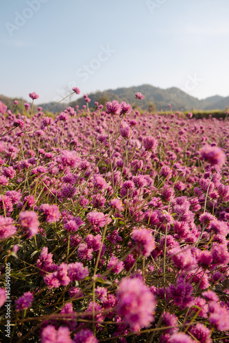 Purple buckwheat flowers bloom