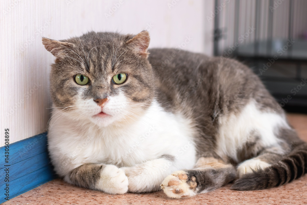 A gray and white cat with striking green eyes is laying on the floor A gray and white cat with striking green eyes is laying on the floor