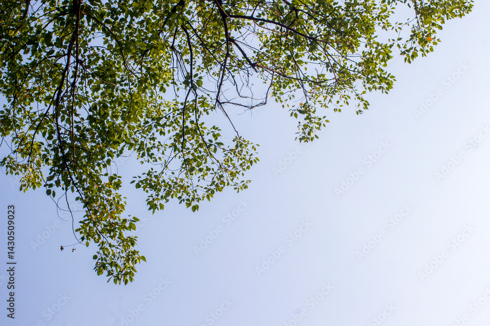 tree branches against blue sky tree branches against blue sky