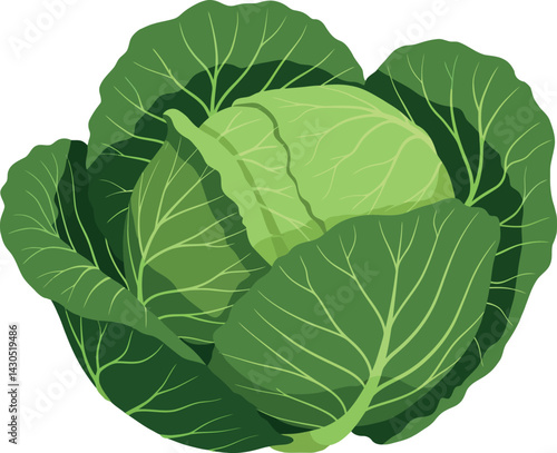 Green cabbage vegetable fresh natural healthy organic food illustration vector 