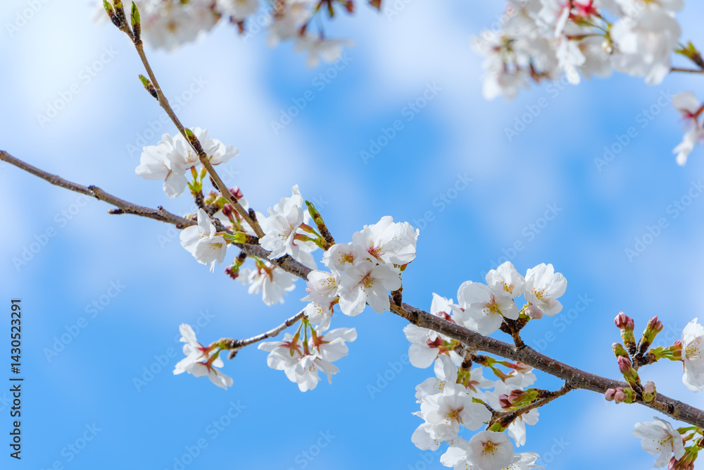 青空に映える満開の桜 青空に映える満開の桜