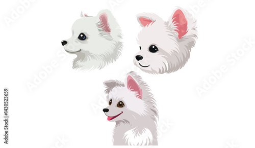 white pomeranian puppy