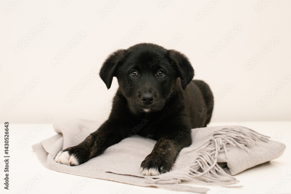 Adorable Black Puppy Lying On Blanket