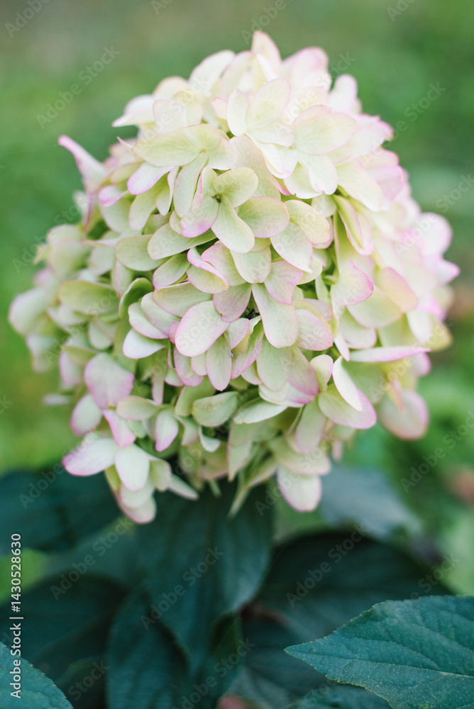 Skyfall Panicle Hydrangea White Green Flowers