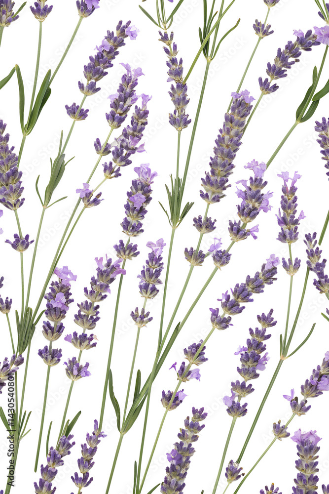 Naklejka premium lavender flowers seamless pattern