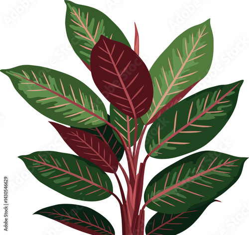 Rubber Plant Leaves with Green and Burgundy Colours Vector Illustration 