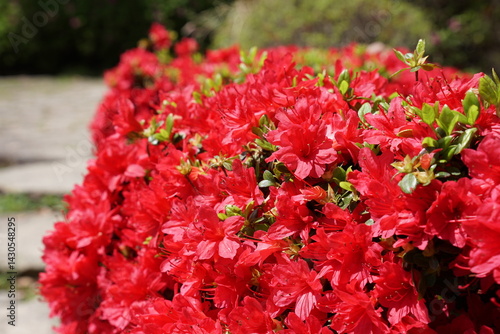 キリシマツツジの鮮やかな赤い花