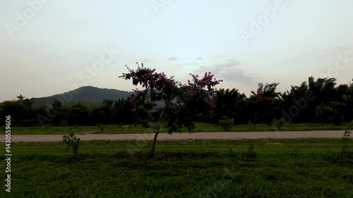 Serene outdoor landscape showcasing solitary tree adorned with vibrant flowers, nestled among rolling hills under tranquil sky, embodying essence of natures scenic beauty and lush greenery.