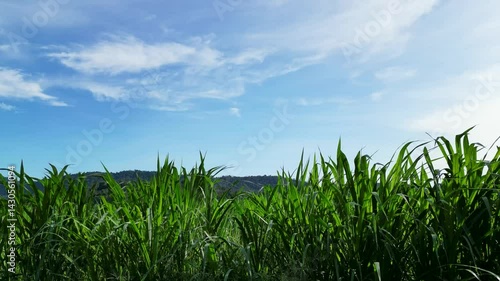 Lush green grass sways gently under bright blue sky, creating serene landscape with vibrant foliage and distant hills, evoking tranquility and deep connection to nature.