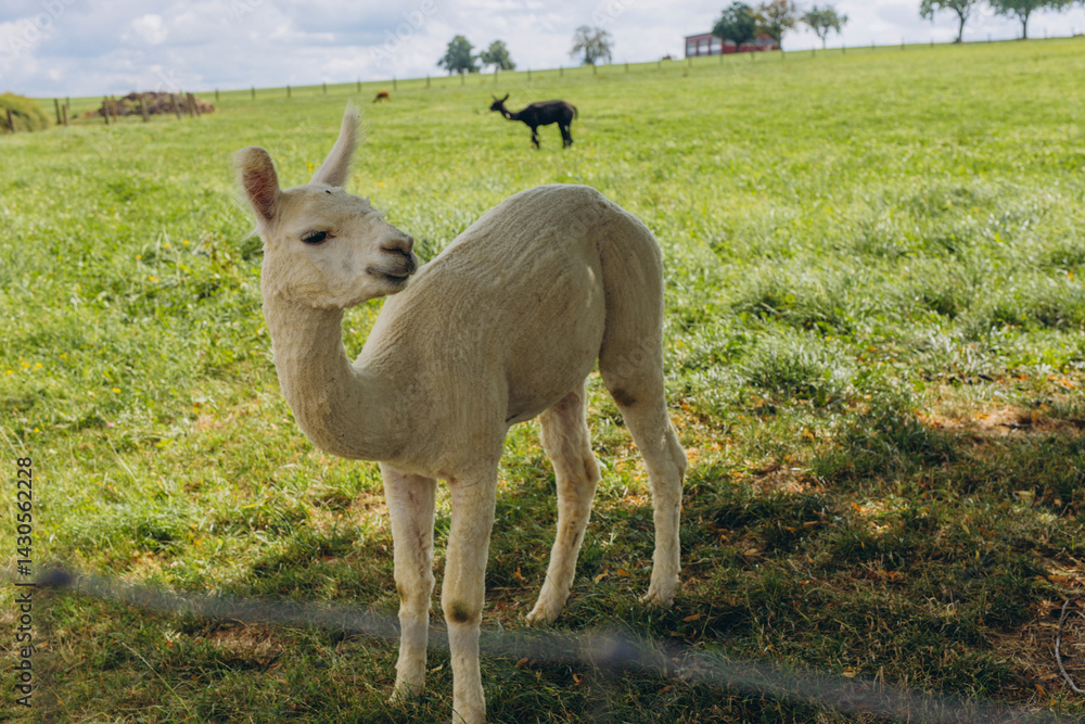 Fototapeta premium Group of alpacas standing under tree,resting in the shade.Fluffy wool, animals in natur