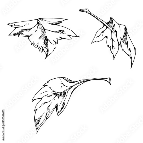 Green leaves of flower, bush tree foliage hand drawn in vector ink, Currant gooseberry maple sycamore avens. Isolated botanical illustration. Florist shop, scrapbooking decoupage, herbal cosmetics eco