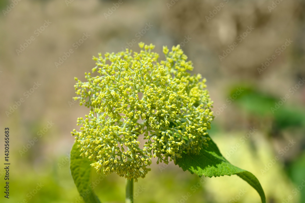 Smooth hydrangea Annabelle flower buds (scientific name - Hydrangea arborescens)