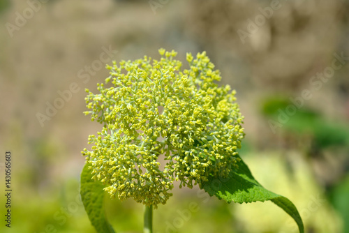 Obraz na płótnie Smooth hydrangea Annabelle flower buds (scientific name - Hydrangea arborescens) w salonie