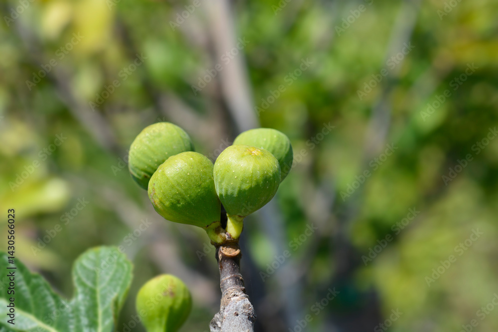 Common fig branch with immature fruit (scientific name - Ficus carica)