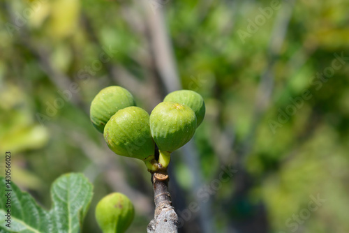 Common fig branch with immature fruit (scientific name - Ficus carica)