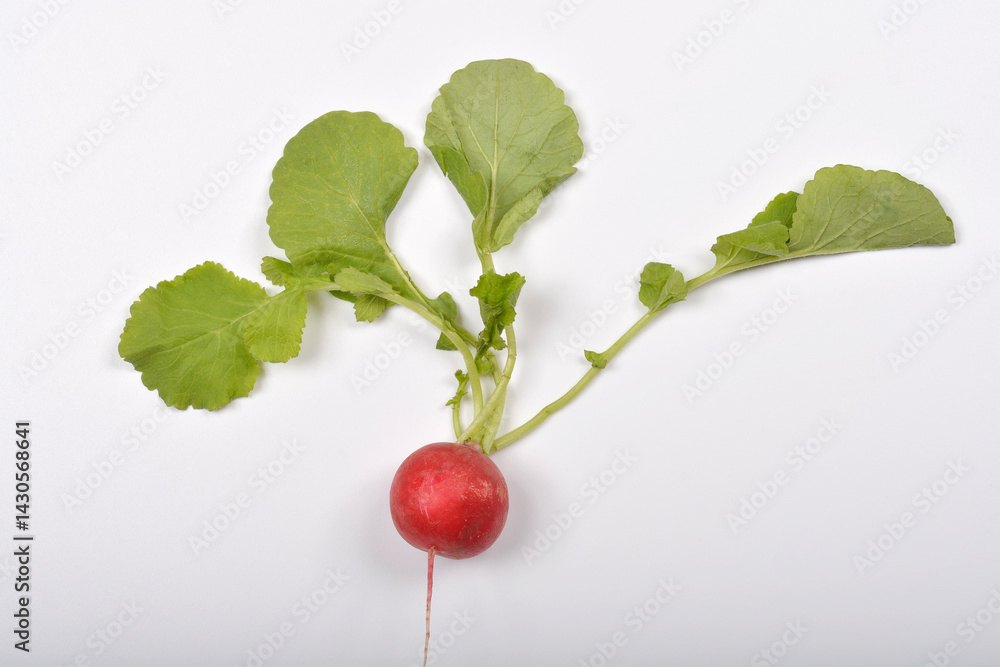 A single fresh red radish with vibrant green leaves lies on a plain light gray surface, captured from a top-down perspective