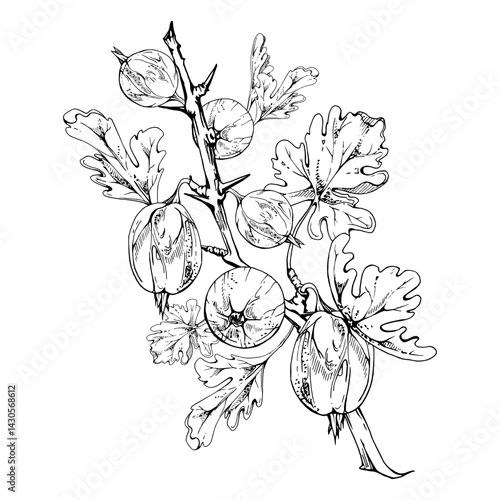Gooseberry berries, leaves hanging on thorny branch, ripe garden juneberry casseille currant. Isolated botanical illustration vector ink hand drawn. Home preserves cookbook, grocery store stationery