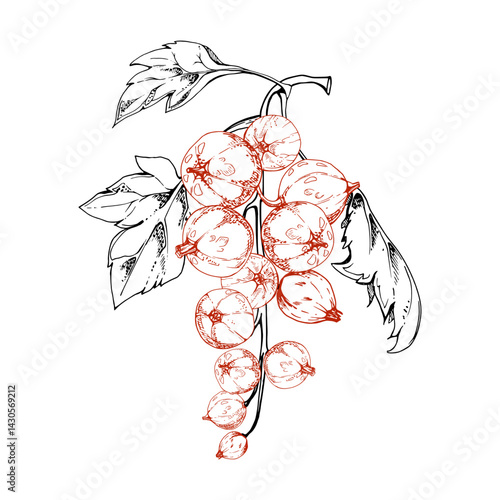 Currant gooseberry cluster bunch raceme with leaves, ripe garden berry casseille jostaberry juneberry, vector ink hand drawn. Isolated botanical illustration. Home preserves cookbook, grocery store