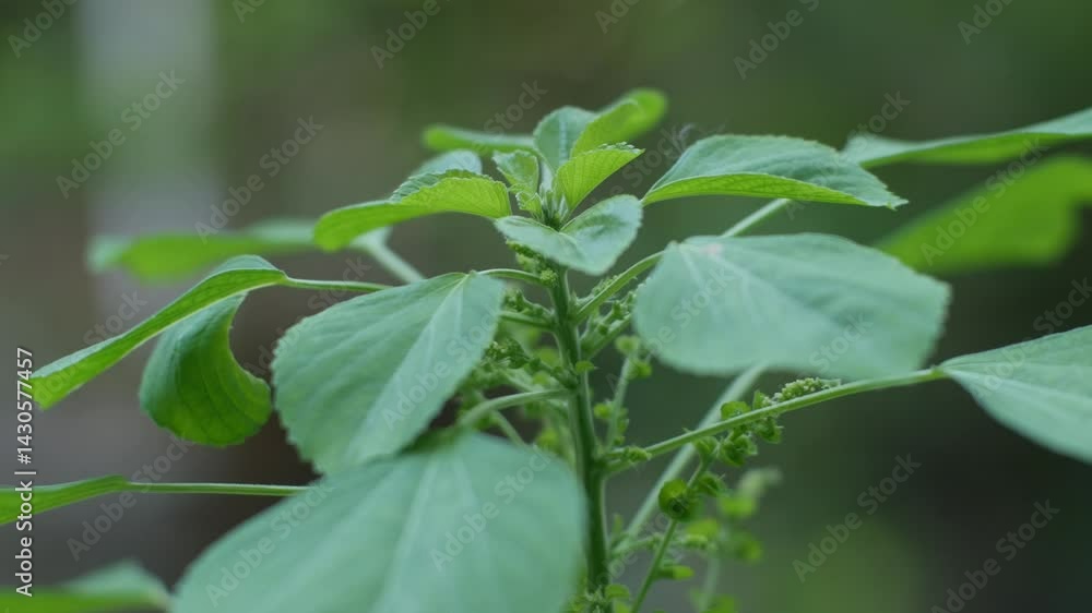 Acalypha indica or Indian acalypha also know as Indian Mercury or Indian Nettle. It is known for its medicinal use and the attraction of its root to domestic cats similar properties to catnip. Acalypha indica or Indian acalypha also know as Indian Mercury or Indian Nettle. It is known for its medicinal use and the attraction of its root to domestic cats similar properties to catnip.