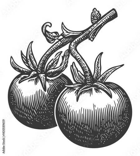 Vintage Woodcut Illustration of Tomatoes on Vine in Engraving Style