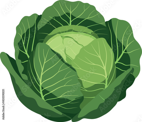 Green cabbage vegetable fresh natural healthy food illustration vector 