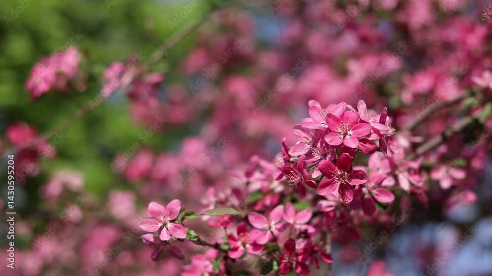 Apple tree in full bloom. Beautiful pink flowers of ornamental apple tree with soft focus. Flowers close-up. Spring background. Blooming apple tree in the park. Peaceful nature background Apple tree in full bloom. Beautiful pink flowers of ornamental apple tree with soft focus. Flowers close-up. Spring background. Blooming apple tree in the park. Peaceful nature background