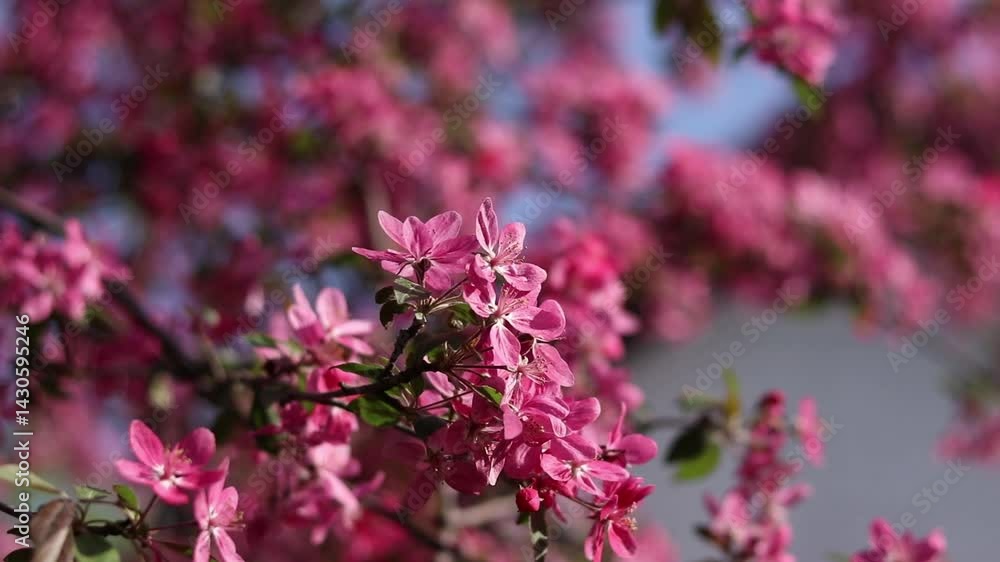 Apple tree in full bloom. Beautiful pink flowers of ornamental apple tree with soft focus. Flowers close-up. Spring background. Blooming apple tree in the park. Peaceful nature background Apple tree in full bloom. Beautiful pink flowers of ornamental apple tree with soft focus. Flowers close-up. Spring background. Blooming apple tree in the park. Peaceful nature background