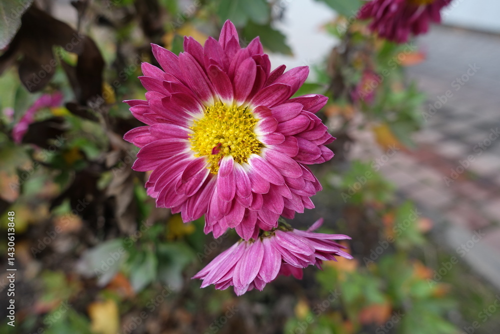 Close up of two pink, white and yellow flowers of semi-double Chrysanthemums in November