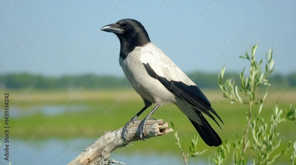 Obraz premium a perched hooded crow displaying its unique plumage against a natural backdrop of wetland greenery and a tranquil blue sky offering visual harmony