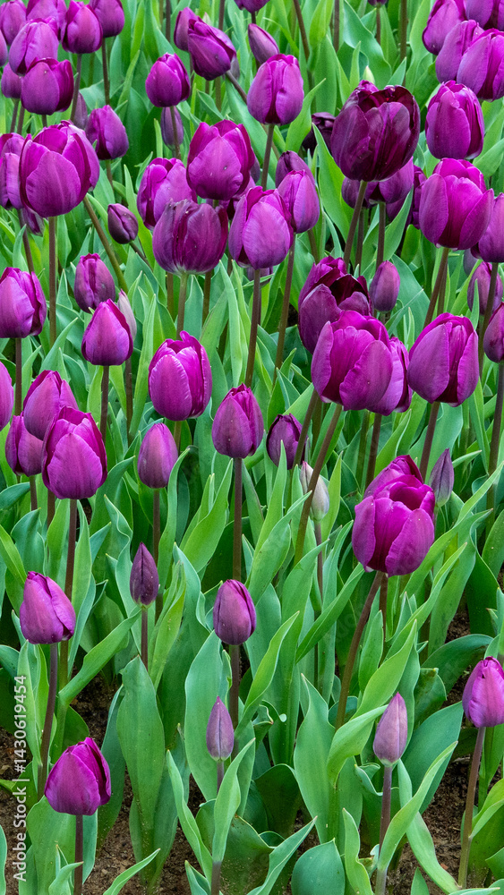 Obraz premium colorful tulips at the garden