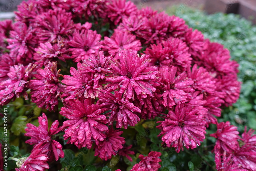 Drops of water on magenta colored flowers of Chrysanthemums in November