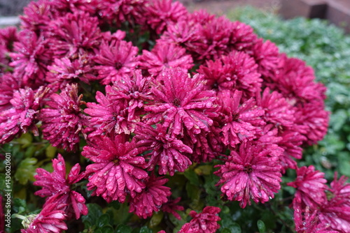 Obraz na płótnie Drops of water on magenta colored flowers of Chrysanthemums in November w salonie