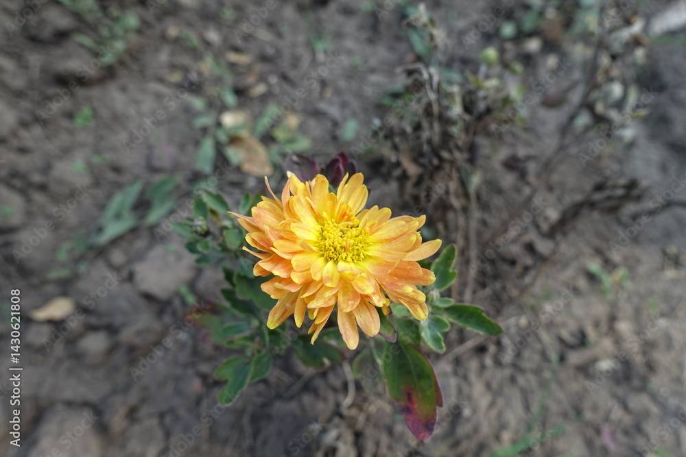 1 amber yellow flower of Chrysanthemum in mid October