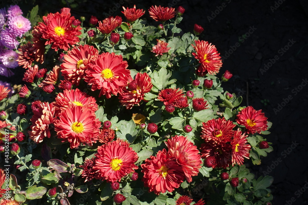 Closed buds and red and yellow flowers of semidouble Chrysanthemums in October