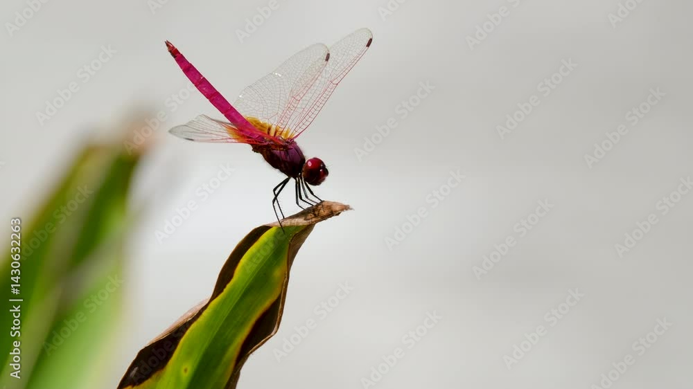 Close-Up of a Vibrant Dragonfly on a Leaf in Nature Close-Up of a Vibrant Dragonfly on a Leaf in Nature