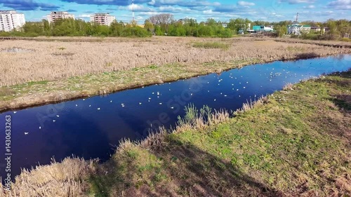 Bird flying, river in sunny day.