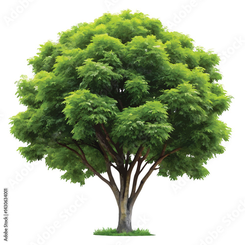 Neem tree Vactor illustration
