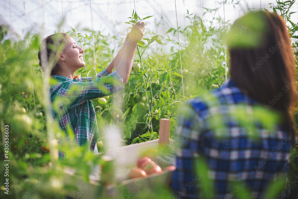 Fototapeta premium Two young women working in green house
