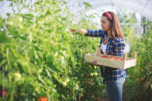 Young woman in green house picking tomatoes