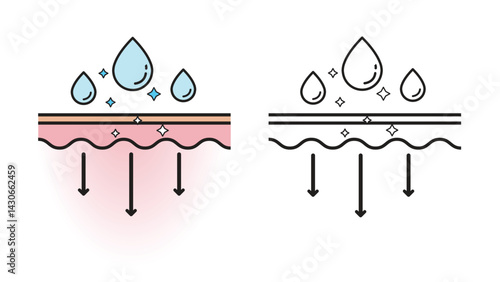 The mechanism of skin hydration with color and outline drawing vector isolated on white background. Infographic of skin absorption vector. Skin care and beauty concept. Flat icon illustration.