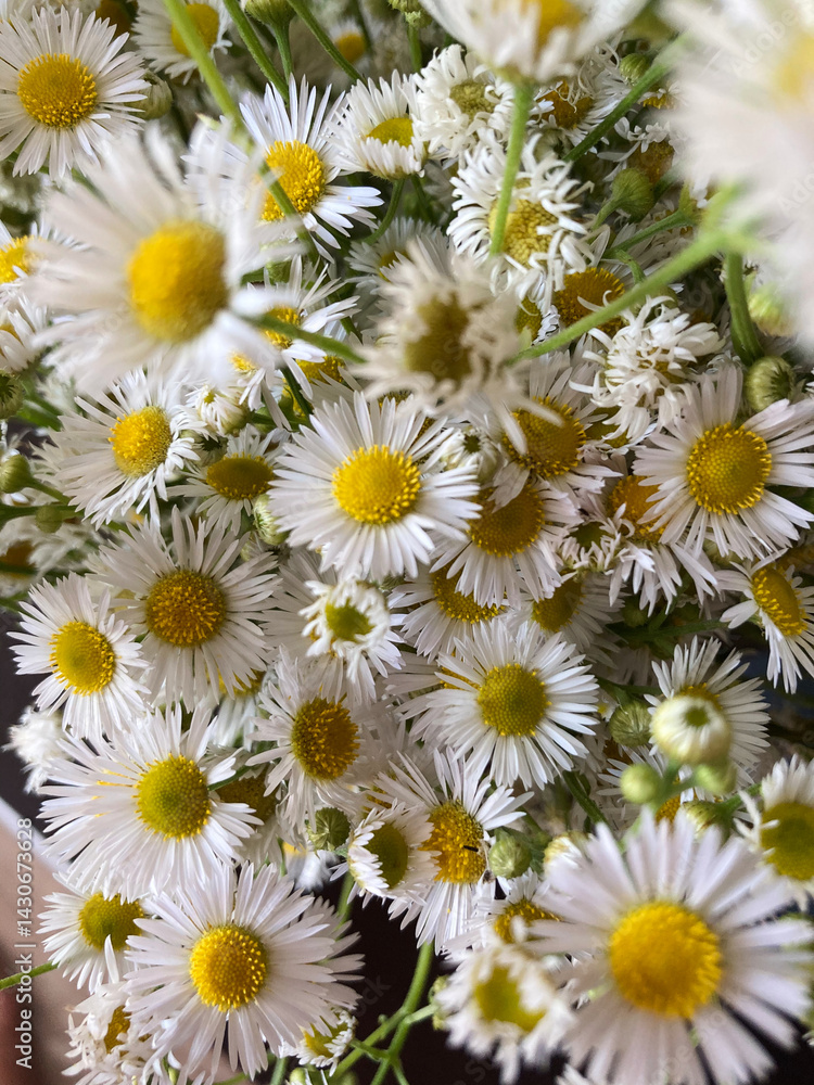 Fototapeta premium daisies in the garden 