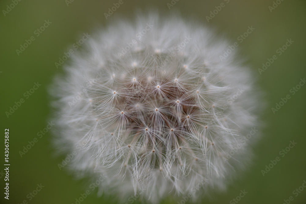 Fototapeta premium 美しいタンポポの綿毛
