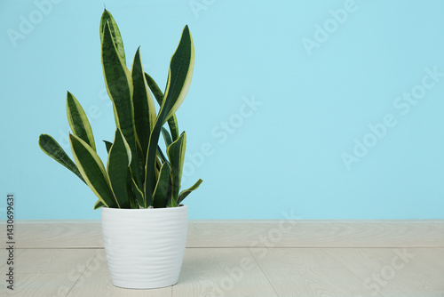 Beautiful sansevieria plant...