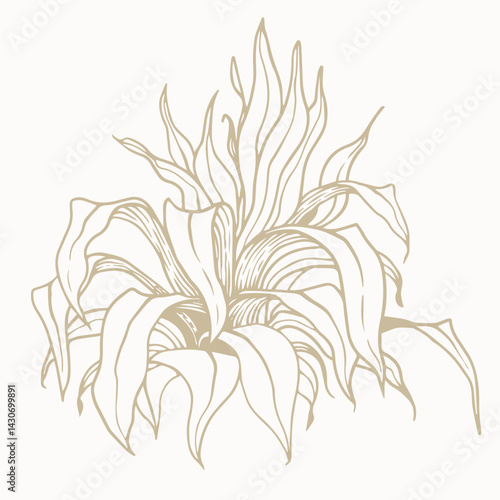 Tropical plant clipart. Hand drawn isolated element for design. Botanical illustration in line art style.