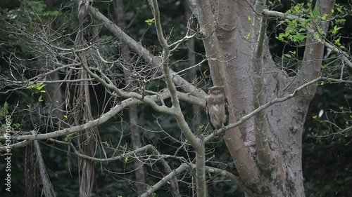 A beautiful Fish owl perched on a tree branch and watching for prey in video.